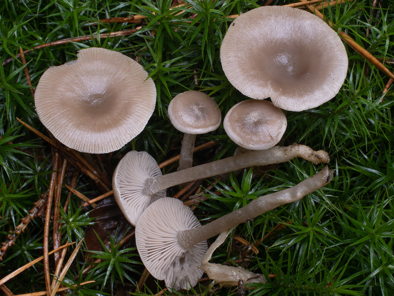 Clitocybe vibecina